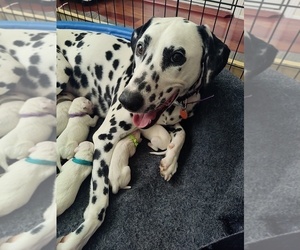 Mother of the Dalmatian puppies born on 06/11/2023