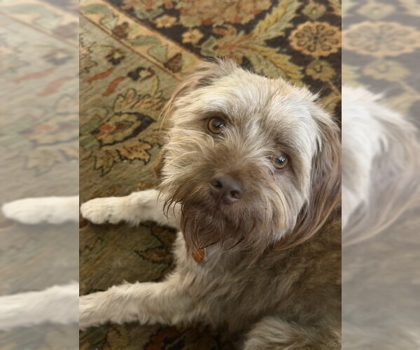 Medium Photo #3 Shih Tzu-Unknown Mix Puppy For Sale in Bellevue, WA, USA