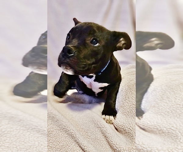 Medium Photo #4 American Bully Puppy For Sale in CLOVER, SC, USA