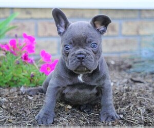 French Bulldog Puppy for sale in FREDERICKSBG, OH, USA
