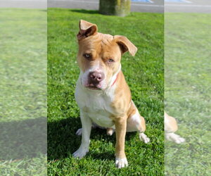 American Pit Bull Terrier Dogs for adoption in Petaluma, CA, USA