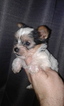 Small Photo #1 Yorkshire Terrier Puppy For Sale in HARRIMAN, TN, USA