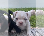 Puppy 5 French Bulldog