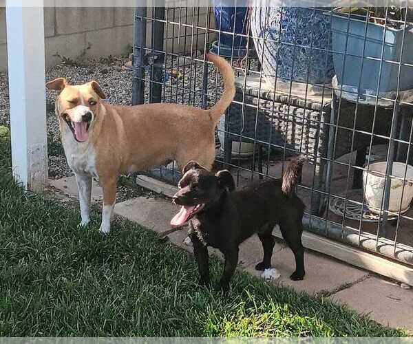 Medium Photo #5 Cojack Puppy For Sale in San Bernardino, CA, USA