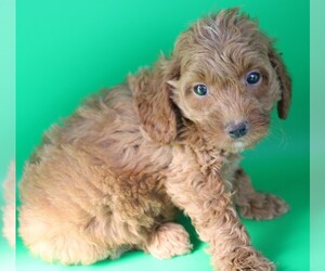 Goldendoodle (Miniature) Puppy for sale in BLMGTN, IN, USA