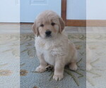 Small Photo #4 English Cream Golden Retriever Puppy For Sale in MECHANICSVILLE, MD, USA