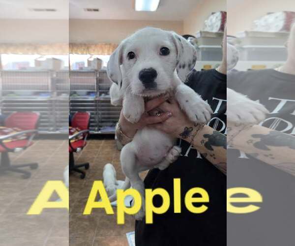 Medium Photo #1 Mutt Puppy For Sale in Martinsburg, WV, USA