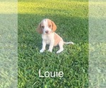 Puppy Louie Beagle