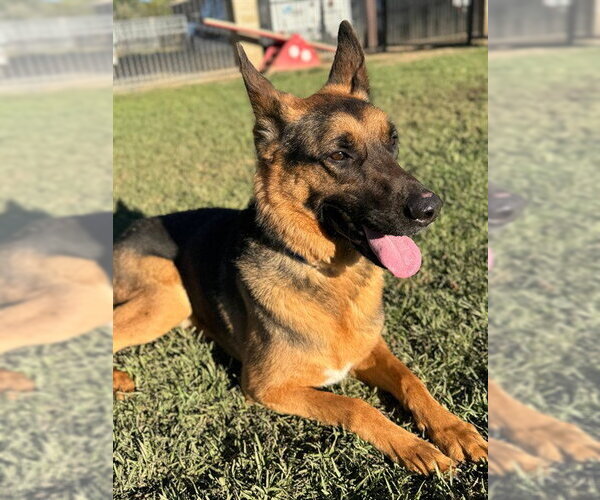 Medium Photo #1 German Shepherd Dog-Unknown Mix Puppy For Sale in Riverside, CA, USA