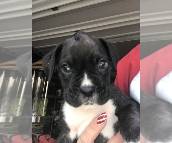 Medium Photo #2 Boxer Puppy For Sale in CONROE, TX, USA