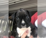 Small Photo #2 Boxer Puppy For Sale in CONROE, TX, USA