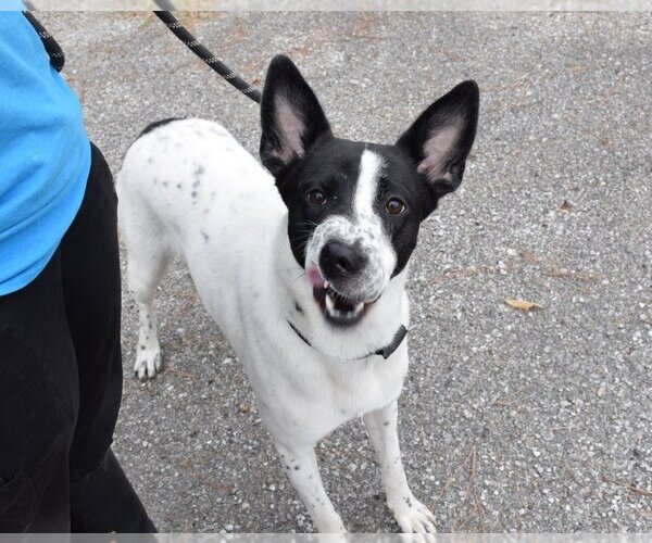 Medium Photo #1 Canaan Dog-Unknown Mix Puppy For Sale in Anniston, AL, USA