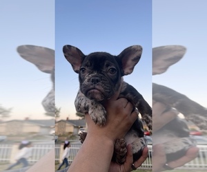 French Bulldog Puppy for sale in RIVERSIDE, CA, USA