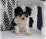 Small Photo #2 Aussiedoodle Miniature  Puppy For Sale in FREDERICKSBURG, OH, USA