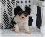 Small #1 Aussiedoodle Miniature 