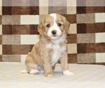 Small #3 Bernedoodle (Miniature)-Cavapoo (Miniature) Mix