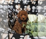 Small Photo #3 Poodle (Toy) Puppy For Sale in OXFORD, PA, USA