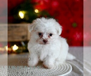Maltese Puppy for sale in MILL HALL, PA, USA