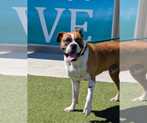 Medium Photo #2 Boxer Puppy For Sale in Salinas, CA, USA