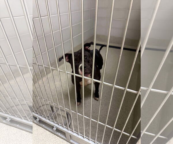 Medium Photo #6 American Pit Bull Terrier-Unknown Mix Puppy For Sale in Virginia Beach, VA, USA