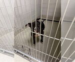 Small #5 American Pit Bull Terrier Mix