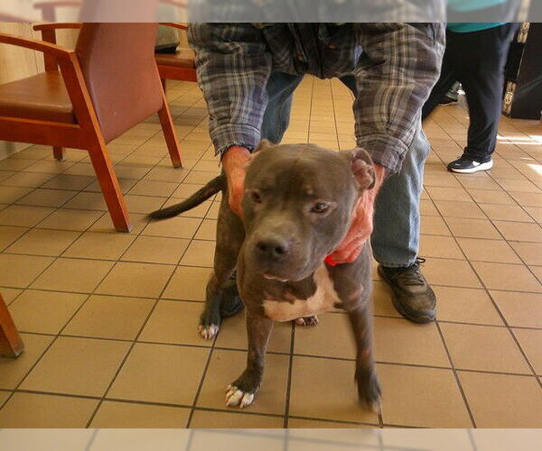 Medium Photo #1 American Pit Bull Terrier-Unknown Mix Puppy For Sale in Ocala, FL, USA