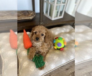 Cavapoo Puppy for sale in LOS ANGELES, CA, USA