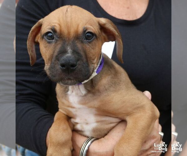 Medium Photo #3 Labrador Retriever-Unknown Mix Puppy For Sale in Washington, DC, USA