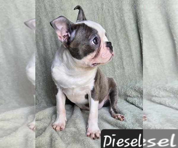 Medium Photo #4 Boston Terrier Puppy For Sale in ALBANY, OH, USA