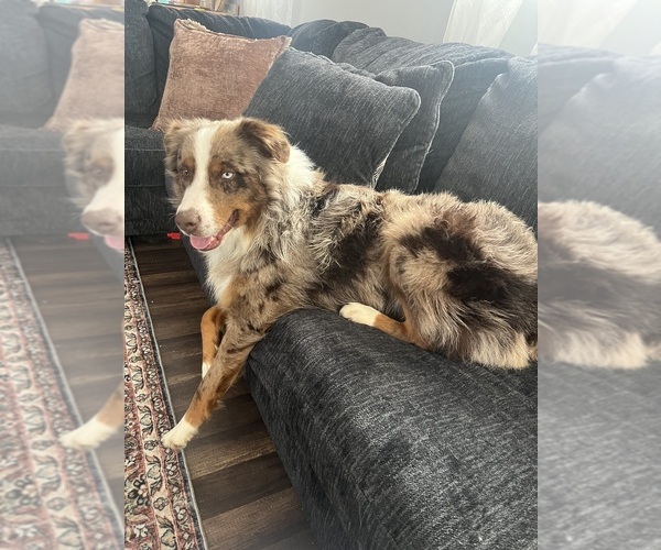 Medium Photo #1 Australian Shepherd Puppy For Sale in BLAND, MO, USA