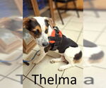 Small #2 Australian Shepherd Mix