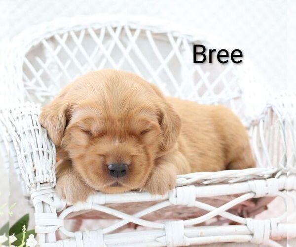 Medium Photo #2 Golden Retriever Puppy For Sale in LOYAL, WI, USA