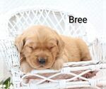 Small Photo #2 Golden Retriever Puppy For Sale in LOYAL, WI, USA