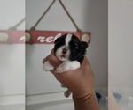 Small #10 Shih Tzu