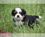 Small #2 Auss-Tzu