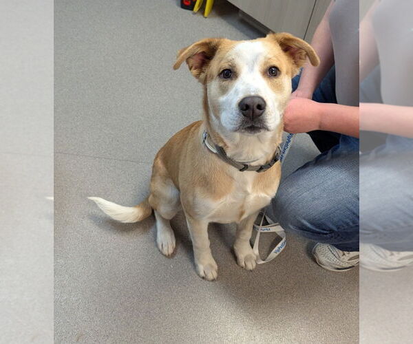 Medium Photo #1 Labrador Retriever-Unknown Mix Puppy For Sale in La Porte, IN, USA