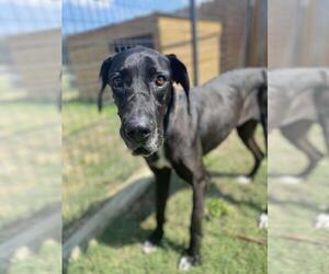 Great Dane-Unknown Mix Dogs for adoption in Front Royal, VA, USA