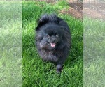 Small Photo #1 Pomeranian Puppy For Sale in DENVER, CO, USA