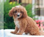 Small #2 Cavapoo (Miniature)