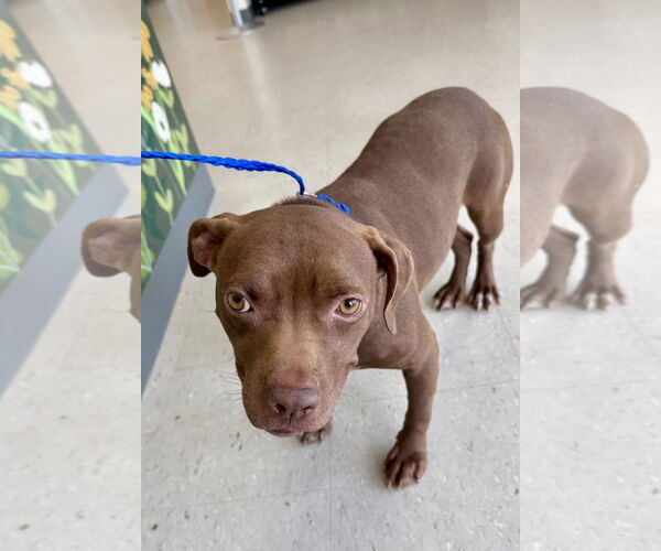 Medium Photo #5 American Pit Bull Terrier-Unknown Mix Puppy For Sale in Oakhurst, NJ, USA
