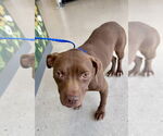 Small #4 American Pit Bull Terrier Mix