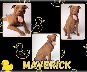 American Pit Bull Terrier Dogs for adoption in Pearland, TX, USA