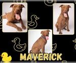 Small American Pit Bull Terrier