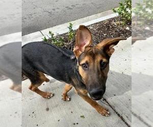 German Shepherd Dog-Unknown Mix Dogs for adoption in Redlands, CA, USA