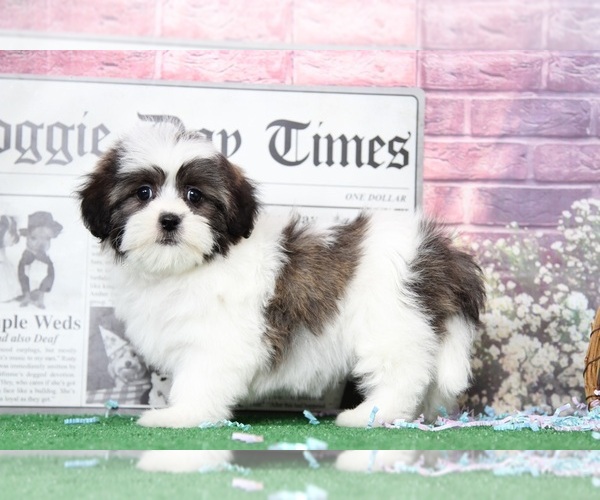 Medium Photo #3 Zuchon Puppy For Sale in BEL AIR, MD, USA