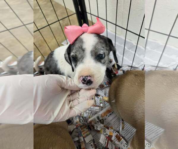 Medium Photo #3 Catahoula Leopard Dog-Unknown Mix Puppy For Sale in SHERBURNE, NY, USA