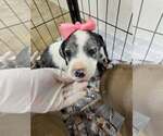 Small #2 Catahoula Leopard Dog Mix