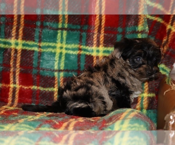 Medium Photo #7 Yorkiepoo mix (+ Poodle Toy) Puppy For Sale in DYERSBURG, TN, USA
