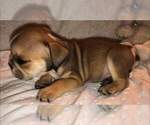 Small Photo #3 English Bulldogge Puppy For Sale in PUYALLUP, WA, USA