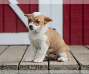 Pembroke Welsh Corgi Puppy for sale in LIBERTY, KY, USA